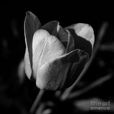 On Seeds of Peace and Hope
