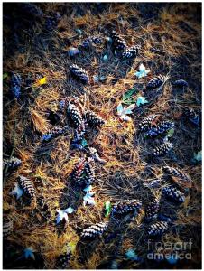 Pine Cones Morning Sunlight - Color Photo by Frank J Casella
