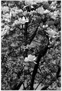 Sweet Magnolia -- Featured 