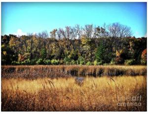 Autumn in the Wetlands by Frank J Casella