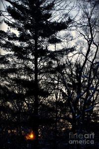 Morning Sunrise Pine Tree Silhouette - Landscape Photo by Frank J Casella 