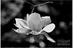 Perfect Bloom Magnolia in White - Featured