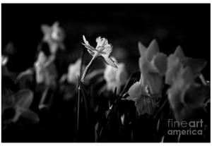 Daffodils in Black and White by Frank J. Casella