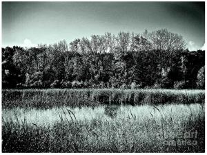 Autumn in the Wetlands - Monochrome - by Frank J Casella