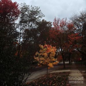 Weekly Feature - Autumn Colors in the Neighborhood by Frank J Casella