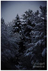 Fresh Snow on the Pines by Frank J Casella