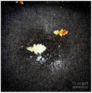 Autumn Puddle Reflection - Square Color Photo by Frank J Casella 