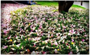 Magnolia Petals on the Lawn by Frank J Casella