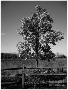 Tree and Fence - Featured