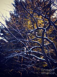 Winter-fole Branches - Photograph by Frank J Casella