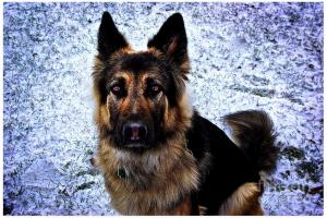 King Shepherd Dog - Featured