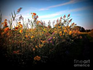 Weekly Feature - Colorful Wild Flowers Under The Blue Sky by Frank J Casella