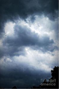 Hawks in the Storm - Photograph by Frank J Casella