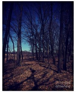Shadows and Trees Landscape by Frank J Casella
