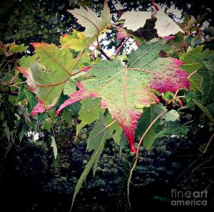 Weekly Feature - Autumn Leaves and Raindrops - Photo by Frank J Casella 