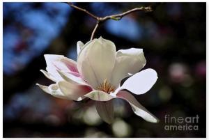Perfect Bloom Magnolia - Featured