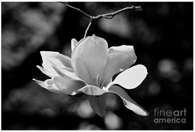 What Makes It A Black And White